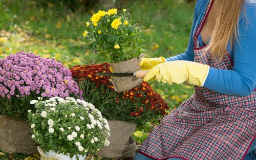 Array of native plants ideal for Highbury landscape gardening