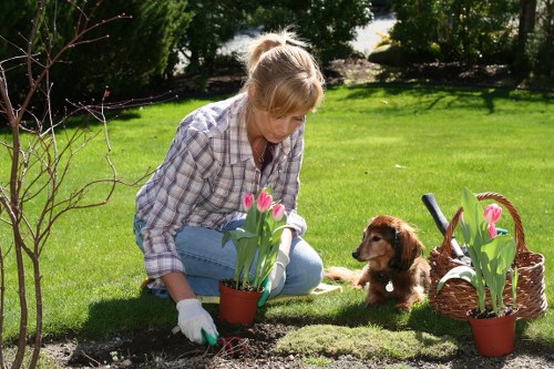A woman with light-colored hair tied back, wearing a plaid shirt and light blue jeans, is kneeling on a well-maintained green lawn in a residential garden. She is planting or tending to pink tulips in a small terracotta pot, wearing white gardening gloves. To her right, there is a brown puppy sitting attentively near the tulips. A wicker basket filled with additional potted tulips and gardening tools is placed on the grass nearby. The garden features neatly trimmed hedges and shrubs along the background, with tall trees providing shade and privacy. The lawn appears dense and evenly mowed, with a border of dark soil around the flower bed. The lighting suggests a bright, sunny day with clear weather, and the setting has a peaceful and well-kept appearance consistent with professional gardening services in Highbury, London, fostering a lush and inviting outdoor space.
